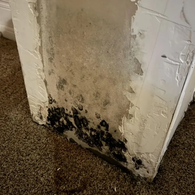 Professional Mold Removal in Steele County, ND